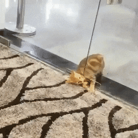 GlassSomeAlligator-size_restricted.gif