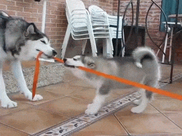 mloxob.gif