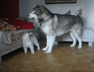 PopularPossibleKiskadee-size_restricted.gif
