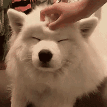 tenor (3).gif