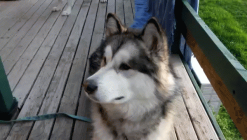 tenor (4).gif