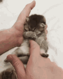 tenor (5).gif