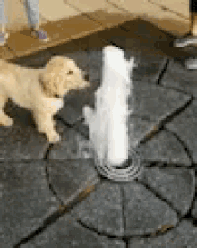 tenor.gif