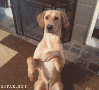 tumblr_n1c0dx8Exy1shmuc3o2_400.gif