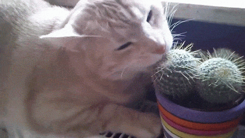 cat and cactus 2.gif