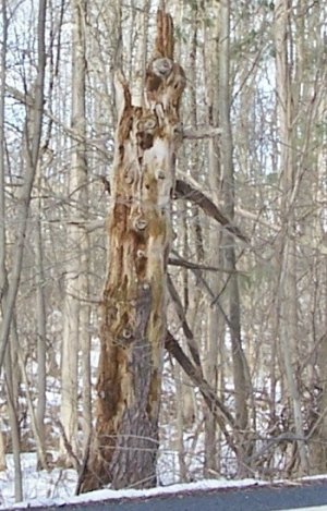 stump3a.jpg