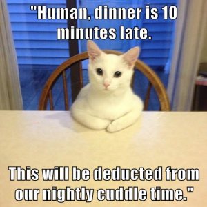 animals-cuddles-dinner-food-cats-8506446592.jpg