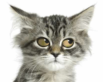 gatos-gif-animados-1.gif