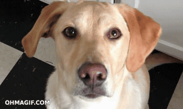 clever-dog-crossing-eyes.gif