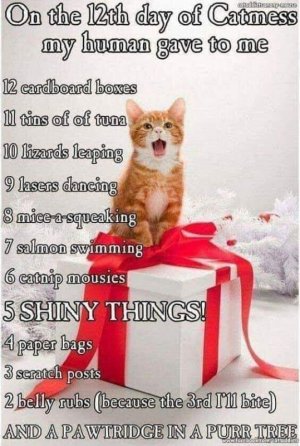 catmess.jpg