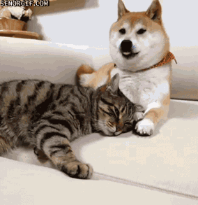 cat dog.gif