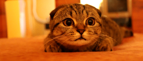 a0920e03bda82ad833b75e3089eedfdd.gif
