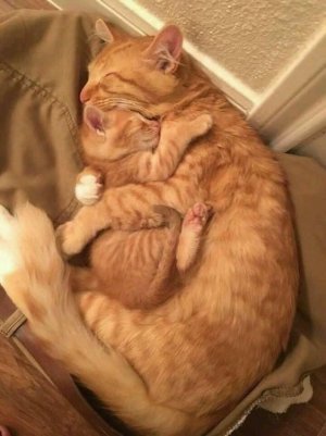 cat hugs.jpg