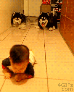 free-animated-gifs-of-animals-vs-babies-Dog-Crawl.gif