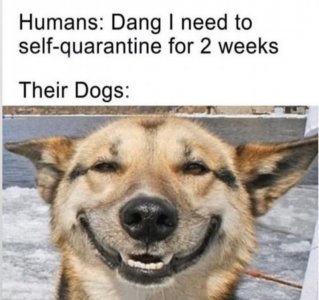 18f62073a78ea45eb18d972ed0901e91.Social-Distancing-Coronavirus-Memes-Quarantine-Funny-Dogs-COV...jpg