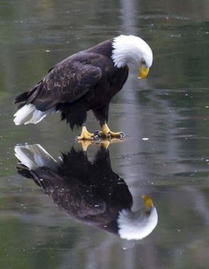 Reflection @.jpg