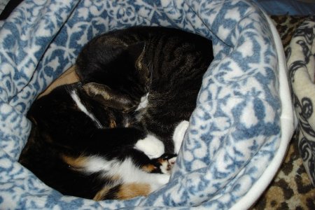 cuddlebed.JPG cuddlebed.JPG