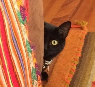 cat is he gone yest.jpg