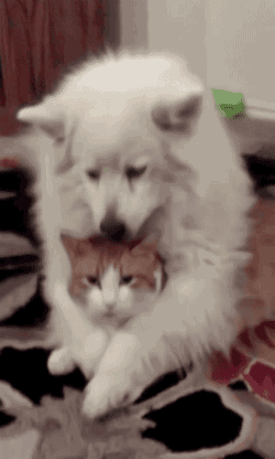 8124b1f4b7ba1eeb498f086d882f2a19.gif