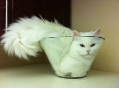 catbowl.jpg