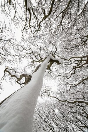 2017 look up tree.jpg