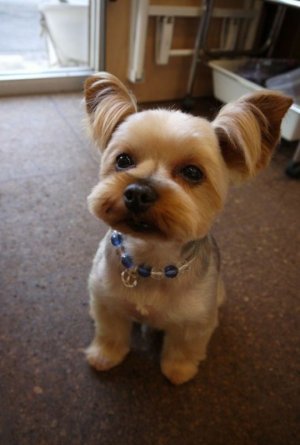 151 Extremely Cute Yorkie Haircuts for Your Puppy.jpeg