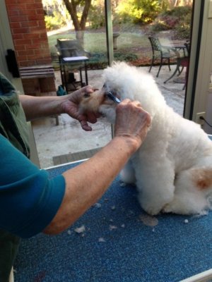 Lilly Getting a Haircut.JPG