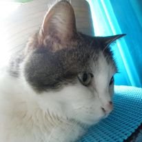 amisskitty.jpg