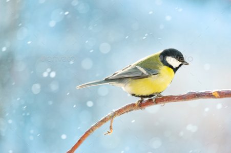 birdsnow.jpg
