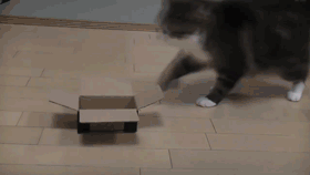 5FB45F8D-7BF7-4F88-9063-393605FAB0C0.gif