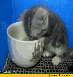 gif-coffee-adventure-time-380038.gif