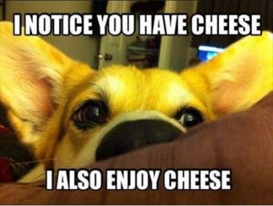 Funniest_Memes_i-notice-you-have-cheese_7205.jpeg