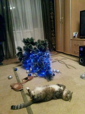 blue stuff cat.jpg