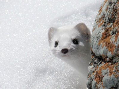 Jan Snow-Queen.jpg