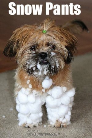 winter funnies 25.jpg