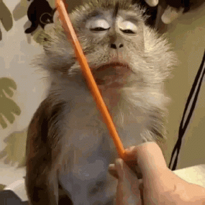 tenor (10).gif