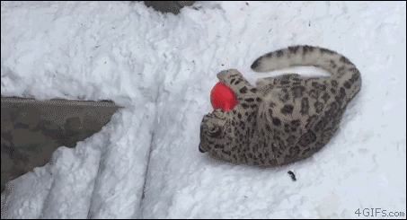 cat sliding down stairs.gif