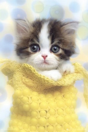 cute cat pictures (14).jpg