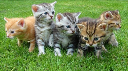 kittens.jpg