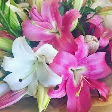 Lilies.jpg