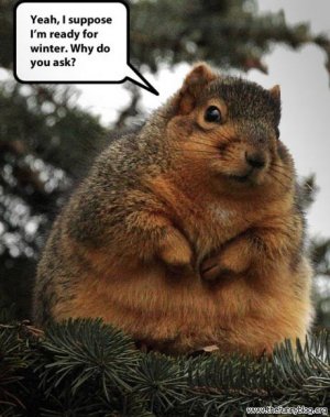 ready-for-winter-funny-fat-squirrel-photo-why-do-you-ask[1].jpg