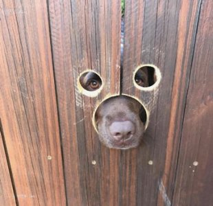 Nosey @.jpg