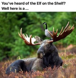 moose.jpg