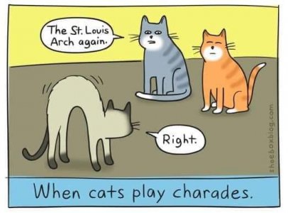 cats play.jpg