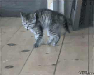 1a83c99cfe37a777bd7a286be4cdddf1.gif