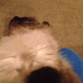 funny-gifs-11.gif