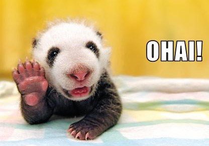 funny-pictures-this-baby-panda-bids-you-hello.jpg
