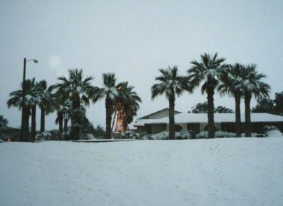 Palm_Trees_and_Snow[1].jpg