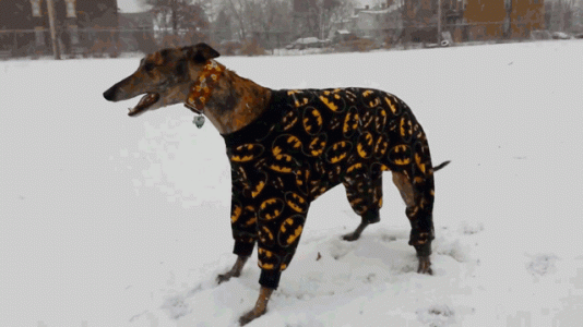 dog-batman-PJs-spinning-snow-1388868289e.gif