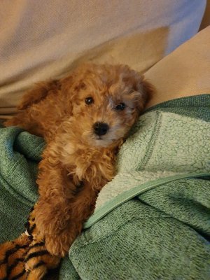 Rocco3.jpg